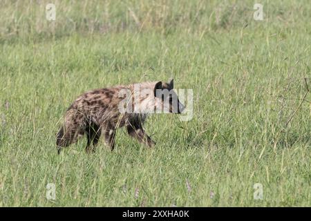 Afrique, Kenya, réserve nationale du Masai Mara. Hyène tachetée (Crocuta crocuta). 2016-08-04 Banque D'Images