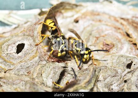 Vespula germanica (guêpe européenne, guêpe allemande ou gilet jaune allemand) dans le nid. Guêpe allemande construisant un nid Banque D'Images