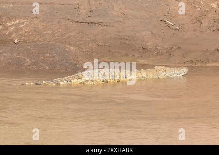 Afrique, Kenya, réserve nationale du Masai Mara. Crocodile du Nil (Crocodylus niloticus) 2016-08-04 Banque D'Images