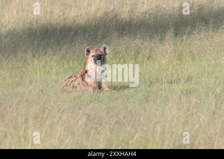 Afrique, Kenya, réserve nationale du Masai Mara. La hyène tachetée, Crocuta Crocuta. 2016-08-04 Banque D'Images