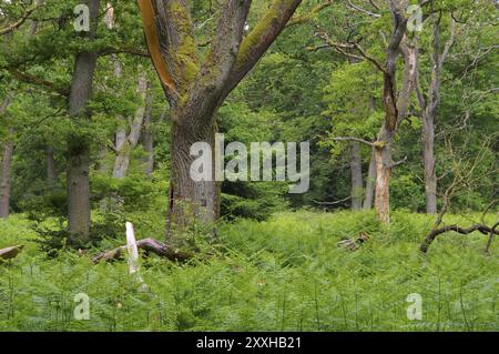 Urwald Sababurg en Deutschland, ancienne forêt de Sababurg en Allemagne Banque D'Images