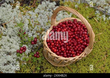 Lingonberry dans un panier dans les montagnes. Airelles dans un panier dans les montagnes Banque D'Images