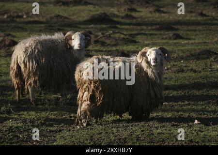 Skudden, cette race de moutons est sur la liste rouge des animaux de ferme menacés d’extinction ! Banque D'Images