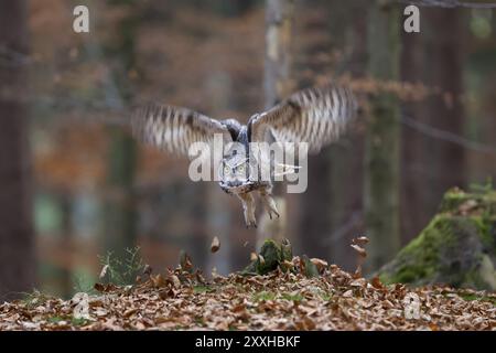 Virginia-Uhu, Bubo virginianus, Grande chouette à cornes Banque D'Images