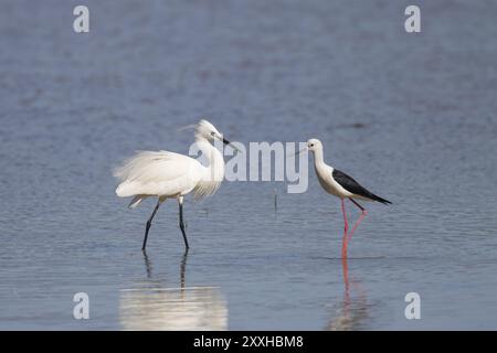 Petite aigrette, Egretta garzetta, petite aigrette à échasses à ailettes noires, Himantopus himantopus, échasses à ailettes noires Banque D'Images