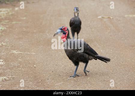 Deux Hornbill à la recherche de nourriture Banque D'Images