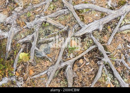 Racines de pin, Norrbotten, Laponie, Suède, septembre 2014, Europe Banque D'Images