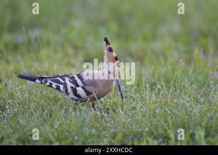 Hoopoe, Upupa epops, Hoopoe Banque D'Images