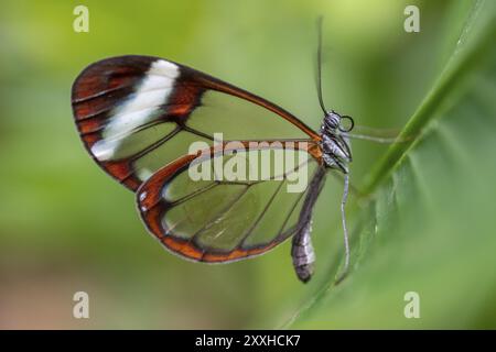 Papillon en verre (Greta oto), papillon aux ailes transparentes assis sur une feuille, province d'Alajuela, Costa Rica, Amérique centrale Banque D'Images