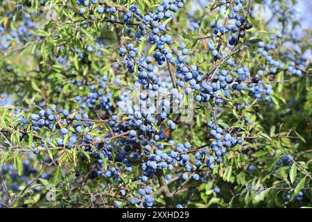 Fruit mûr de blackthorn. Prunus spinosa, appelé blackthorn ou sloe Banque D'Images