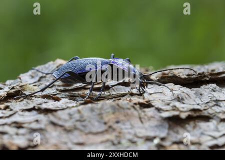 Coléoptère en bois bleu-violet, Carabus problematicus, coléoptère Banque D'Images