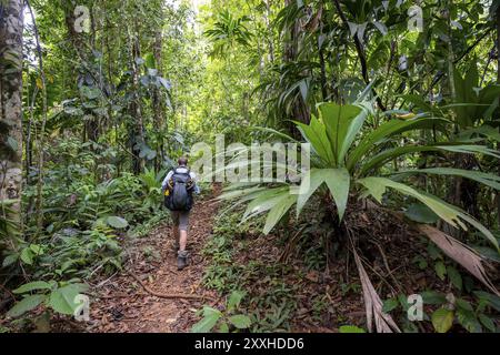 Jeune homme sur un sentier de randonnée dans la forêt tropicale, randonnée touristique dans la forêt tropicale à travers une végétation dense, parc national du Corcovado, Osa Penins Banque D'Images