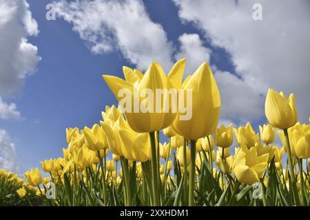 Den Helder, pays-Bas. 30 avril 2022. Champs de tulipes fleuris, vus du point de vue d'une grenouille Banque D'Images