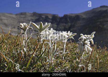 Edelweiss alpin, Leontopodium nivale subs. Alpinum, edelweiss Banque D'Images