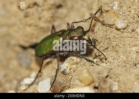 Coléoptère des champs, Cicindela campestris, coléoptère du tigre vert Banque D'Images