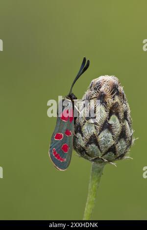 Sainfoin Oriole, Zygaena carniolica, papillon Banque D'Images