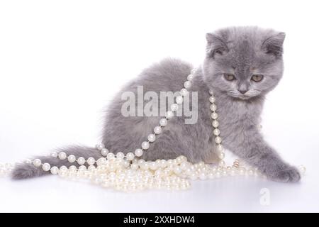 Petite chatte avec des perles sur un fond blanc Banque D'Images