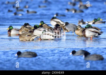 Colvert sur une banquise. Colvert en hiver sur une banquise Banque D'Images