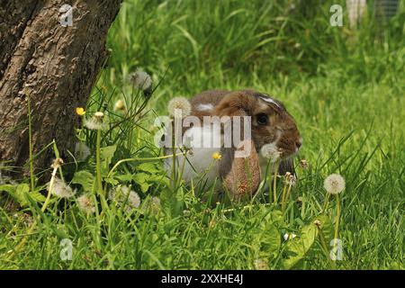 Lapin à oreilles lop dans un pré. Lapin à oreilles lop dans un pré Banque D'Images