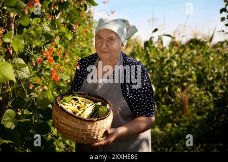 Agriculteur senior cueillant des gousses de pois frais à l'extérieur Banque D'Images