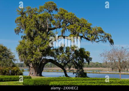 Le massif vieux de 1000 ans vit en chêne et 10 pieds de diamètre à Middleton place, Charleston, Caroline du Sud. Banque D'Images