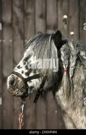 Poney pied Banque D'Images