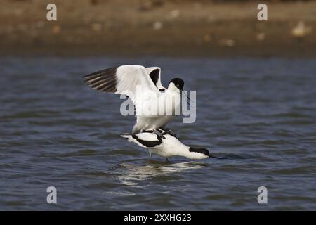 Avocet, Recurvirostra avosetta, pied avocet Banque D'Images