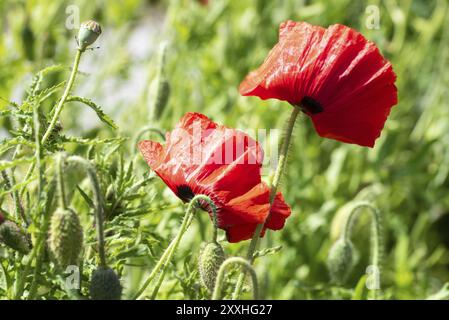 Den Helder, pays-Bas, mai 2022. Gros plan sur les coquelicots rouges en fleurs Banque D'Images