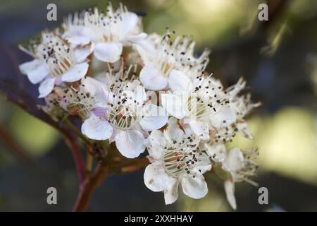 Buisson du diable en fleurs (Physocarpus opulifolius) Banque D'Images