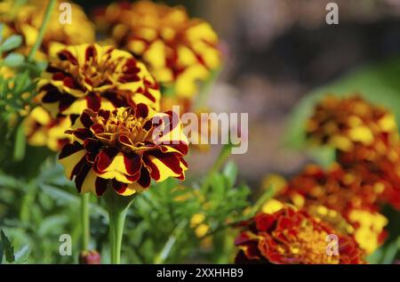 Tagetes 35 Banque D'Images