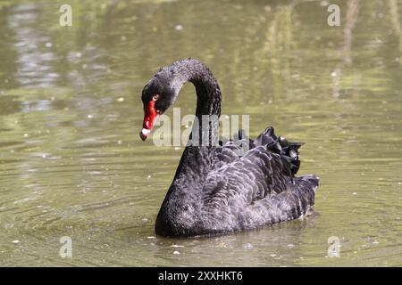 Cygne noir Banque D'Images