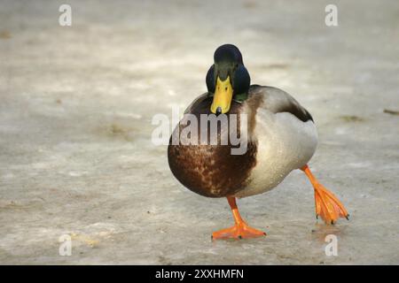 Glissant sur la glace Banque D'Images