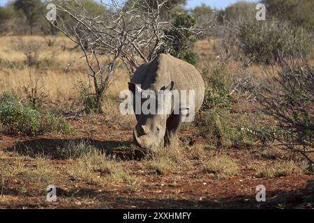 Rhinocéros blanc à la recherche de nourriture Banque D'Images