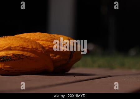 Gousses de cacao jaune fraîches sur le sol. Banque D'Images