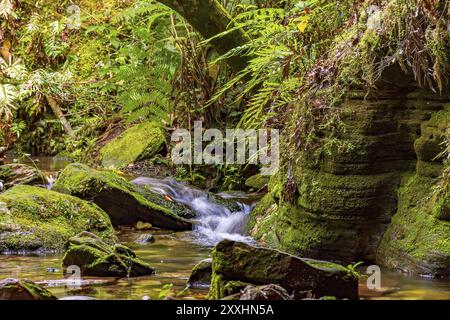 Petit ruisseau aux eaux claires qui traverse la forêt tropicale rochers des montagnes du Minas Gerais Banque D'Images