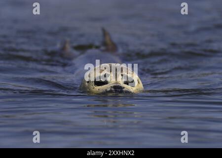 Seehund, Phoca vitulina, phoque commun Banque D'Images