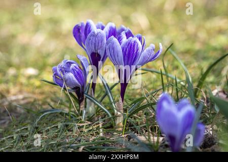 Gros plan de crocus bleus en fleurs, Crocus, dans un pré dans un jardin Banque D'Images