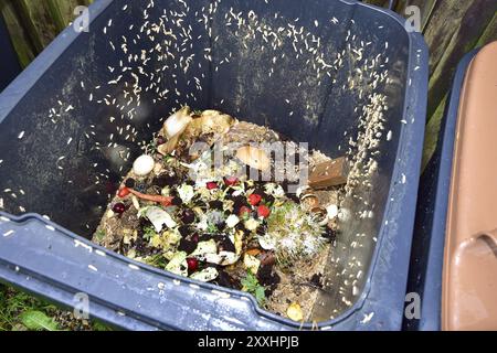 Propre vie dans un bac à compost Banque D'Images