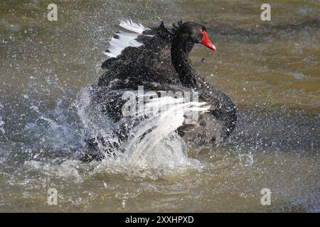 Cygne noir, cygne noir, cygne de deuil, cygnus atratus, Anas atrata, Black Swan Banque D'Images