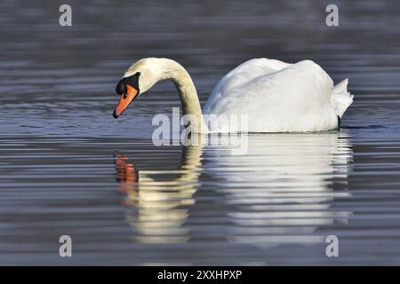 Cygne sourdine (paire d'accouplement), cygne sourdine (courtage de paire) Banque D'Images