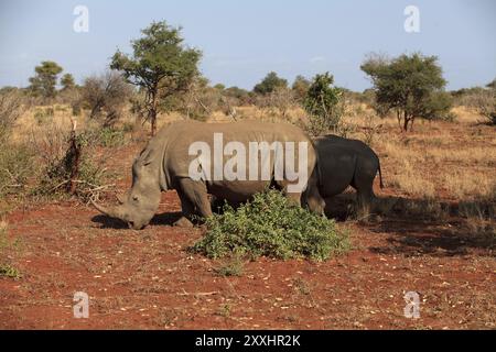 Rhinocéros blancs à la recherche de nourriture Banque D'Images