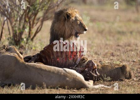 Fierté des lions se nourrissant d'un buffle Banque D'Images