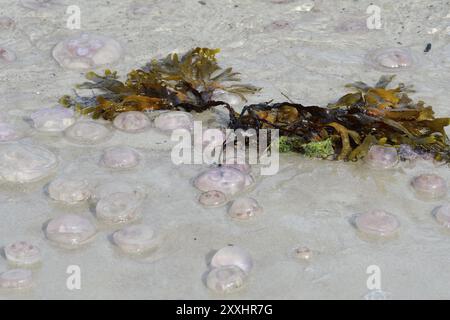 Ohrenquallen an der Ostsee. Aurelia aurita, également appelée méduse commune de la mer baltique Banque D'Images