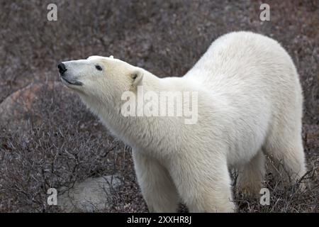 Ours polaire dans la toundra près de Churchill au Canada Banque D'Images