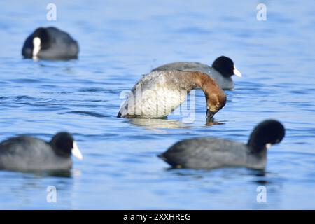 Pochard commun dans le lac fa. Pochard commun femelle à la recherche de nourriture Banque D'Images