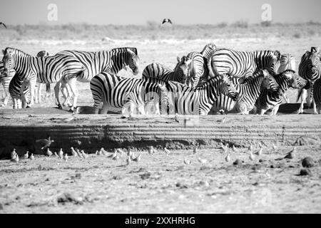 Zèbres adaptés au désert dans un point d'eau en Namibie, Afrique Banque D'Images