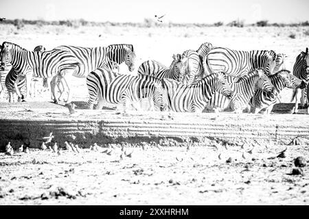 Zèbres adaptés au désert dans un point d'eau en Namibie, Afrique Banque D'Images