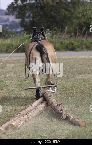 Cheval ardennais déplaçant le bois Banque D'Images