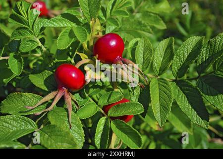 Rose musquée fruits mûrs au soleil libre Banque D'Images