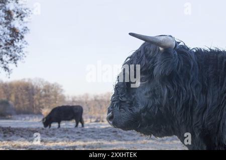 Tête de taureau noir highlander écossais avec vache dans la prairie d'hiver Banque D'Images